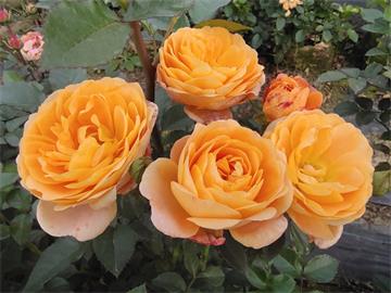 月季育种家：法国Petales de Roses月季园