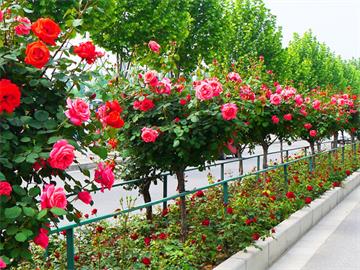 都江堰玫瑰花溪谷，打造中国美丽月季花海