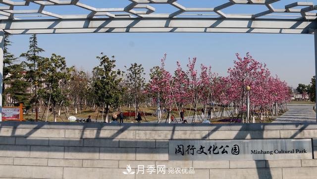 上海闵行有座公园 1357棵品种玉兰树惹人爱(图8)