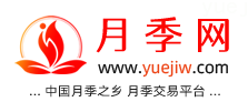 中国上海龙凤419，月季品种介绍和养护知识分享专业网站(图1)