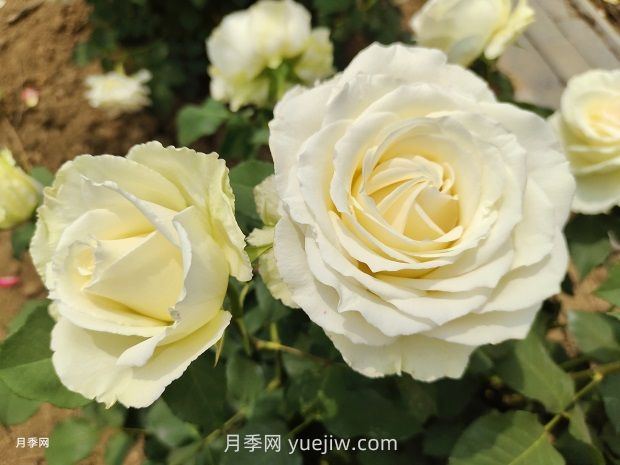 十一朵白玫瑰的花语和寓意(图1)