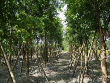 朴树种植和养护的四大注意事项