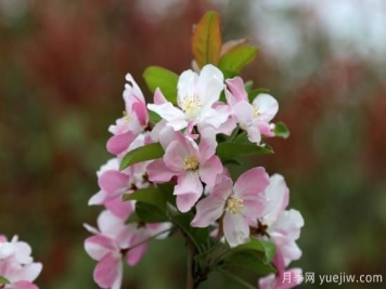 园林绿化树种海棠的品种和介绍