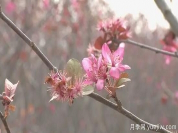 菏泽成武：千亩海棠反季节开花，逆袭深秋成一景