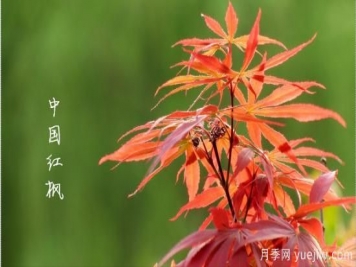 红枫，4个红枫品种是秋日植物里亮丽的风景线