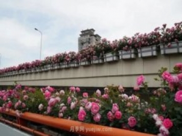 上海城市高架变“花路”，这些月季进入盛花期啦!