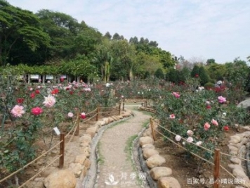 广州“五彩缤纷”的月季花园，开满全园，游客赞道太美了