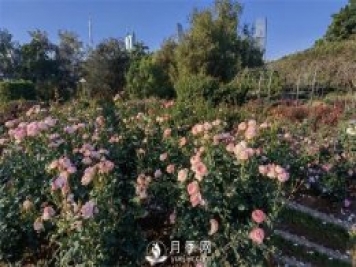 深圳免费月季花展，人民公园月季花盛开