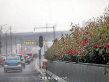 杭州高架月季进入开放期，花开引领杭州月季美景