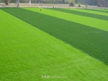 运动场常用的暖季型草坪-结缕草