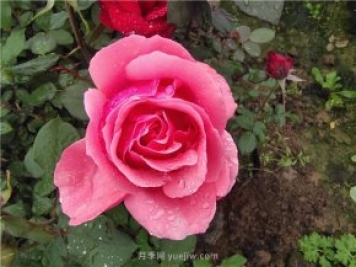 晚春唐诗玫瑰6首：折得玫瑰花一朵，凭君簪向凤凰钗