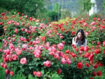 花卉旅游，“花为媒”带动“美丽经济”升级
