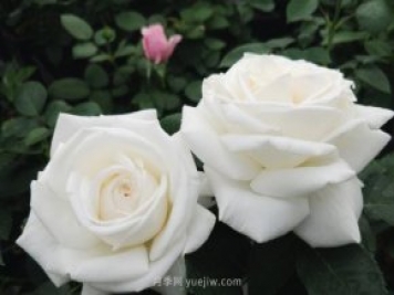 推荐9大白色系月季品种，纯净洁白的花花世界