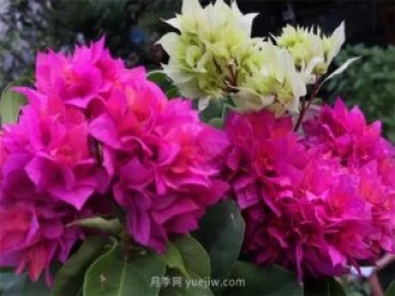 夏季养花要选对品种，推荐6种花卉适合高温
