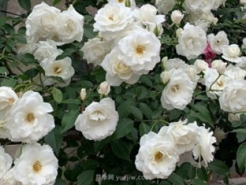 世界上Zui受欢迎的纯白色藤本月季花—藤冰山