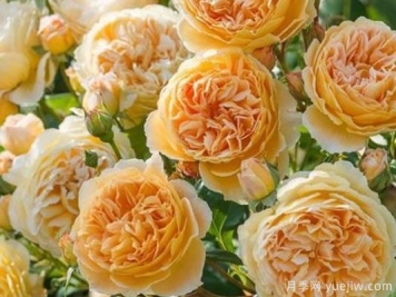 大花香水月季的养护方法，分享10种花香飘满屋