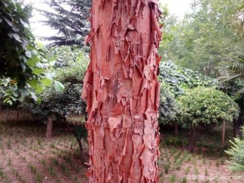 血皮槭的图片特点和种植养护