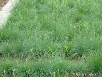  山东适合种植的20种草坪和地被植物