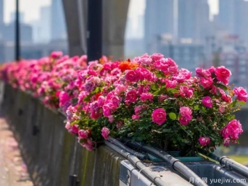 杭州高架月季盛开，200万株月季花装扮空中花廊