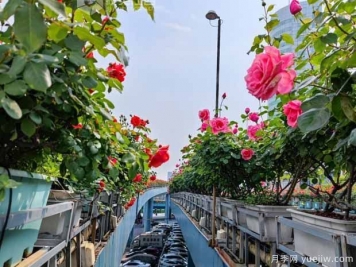 1.2万株月季盛开，南昌八一桥景观花廊拥抱春景