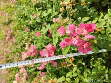 安吉拉月季盆栽苗，60厘米高基地发货