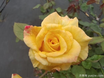 黄玫瑰代表什么意思？黄玫瑰寓意？黄玫瑰的花语是什么？