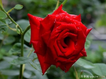 2023年情人节十大玫瑰品种销量榜，卡罗拉位居首位