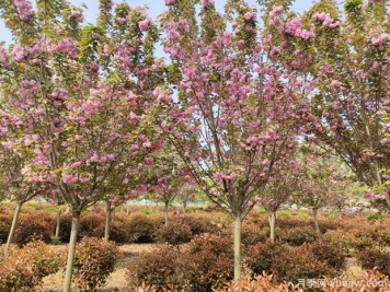 樱花树几年可以开花？日本晚樱开花的观赏价值