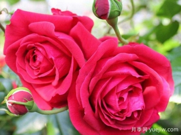 大家都知道玫瑰花可以食用，那么月季花可不可以食用呢？
