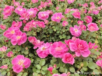 仙境盆栽月季杯苗粉色丰花，绿化工程批发