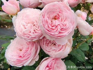 19朵粉色玫瑰花语是什么？