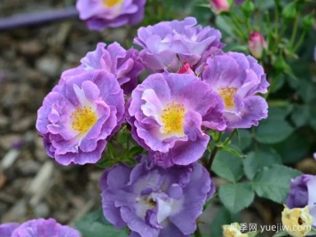 月季大千世界，5个令人惊叹的稀有玫瑰品种