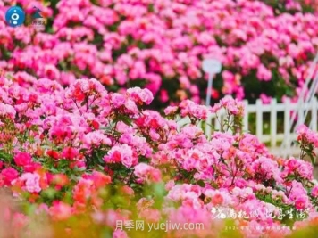 2024年第二届杭州市月季花展举办，赏500万株月季