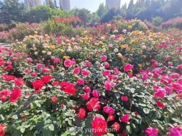 郑州月季公园40万株月季竞相绽放，感受花漾生活