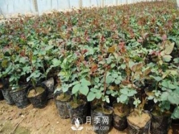 上海龙凤419讲述月季扦插小苗养根的三个步骤