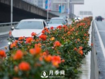 月季花期可调控，看武汉10月中旬月季花艳丽开放