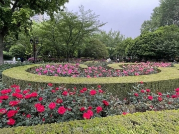 上海复兴公园月季园，月季花开献给市民的视觉盛宴