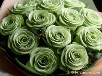 苏格兰复古绿玫瑰，绿色魅力的神秘诠释