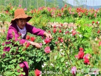 山东淄博沂源60亩月季花竞放，美丽产业助推特色乡村旅游