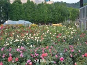 花开华南地区，哪些月季品种，征服了广州这片“热土”？