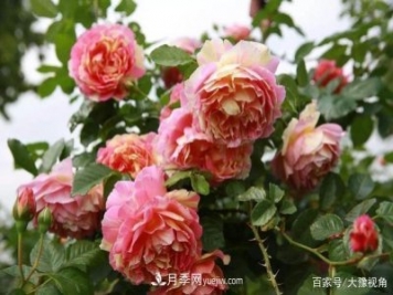 河南省各市市花，洛阳牡丹最出名，月季最受欢迎
