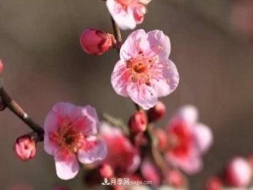 淮北市的市花是什么？月季花的花语寓意