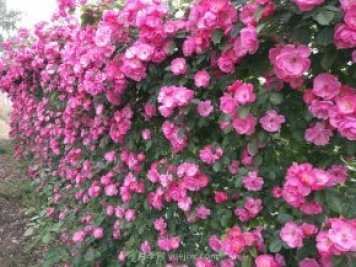 推荐3种爬藤月季，花园里轻松打造漂亮花墙